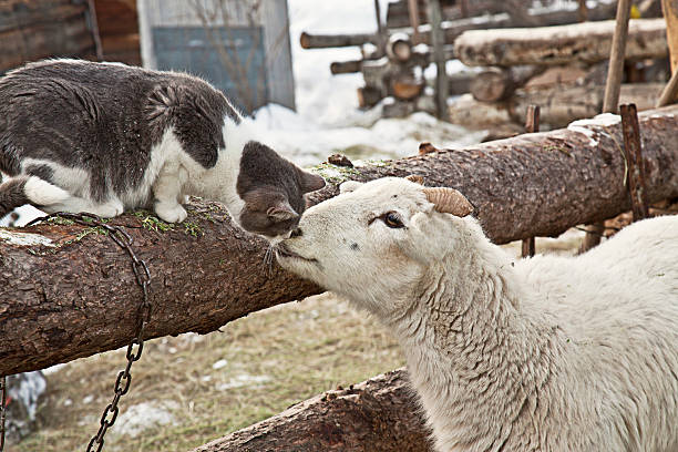 sheep and cat touching noses in farmyard