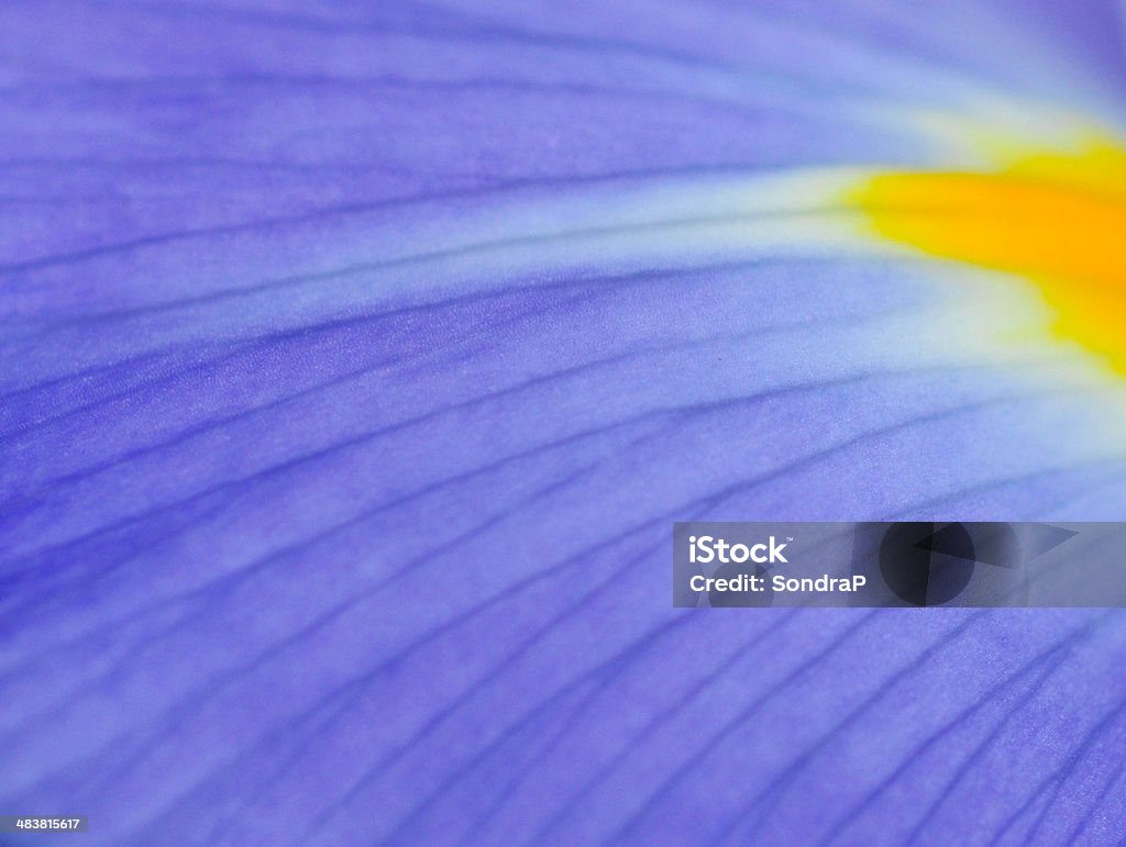 Macro Petal Close up of Iris petal. For more of my flowers (CLICK HERE) Backgrounds Stock Photo