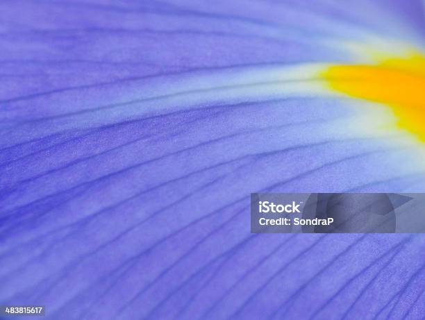 Macro Petal Stock Photo - Download Image Now - Backgrounds, Beauty In Nature, Blue