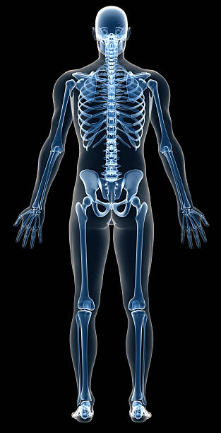 x-ray corpo humano de um homem com um esqueleto de estudo - human spine anatomy x ray the human body - fotografias e filmes do acervo
