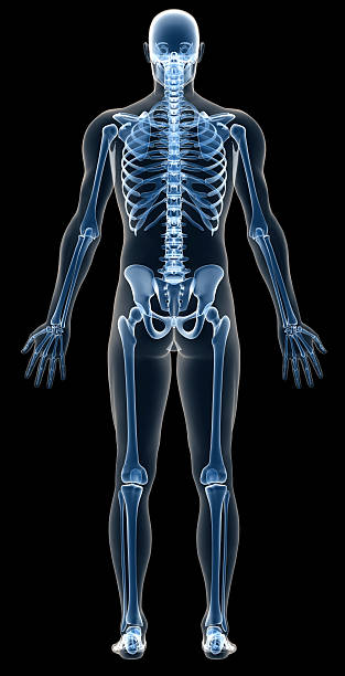 рентгенография человеческого тела мужчины с каркасом для исследования - human skeleton people human spine human bone стоковые фото и изображения