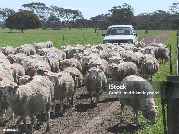 Arredondamento Up Ovelha - Fotografias de stock e mais imagens de Austrália - Austrália, Quinta de Ovelhas, Agricultura