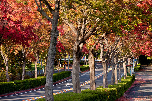 istock Tree-lined street of autumn leaves 483816050
