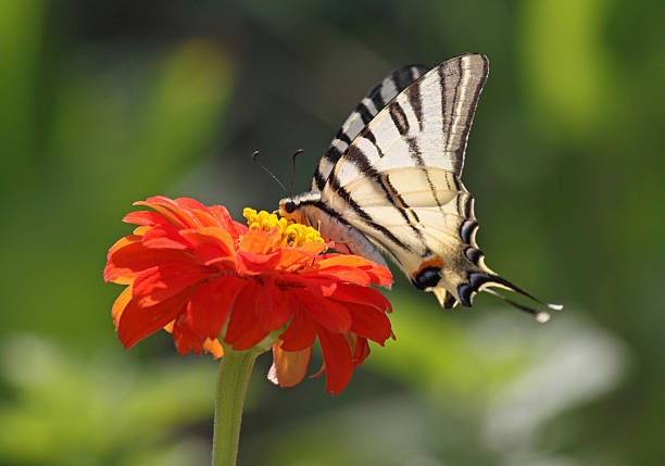 istock butterfly sitting on zinnia 483816777