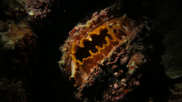Thorny Oyster, Spondylus varius, shell, Bivalve, undersea, colorful