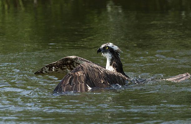 Osprey catching a fish stock photo