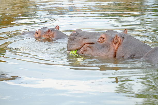 istock Hippo mother and child 483817440