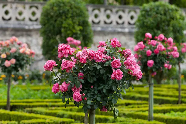 bush of beautiful red roses in garden. France