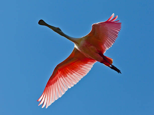 istock Roseate Spoonbill (Platalea ajaja) flying against blue sky 483817969