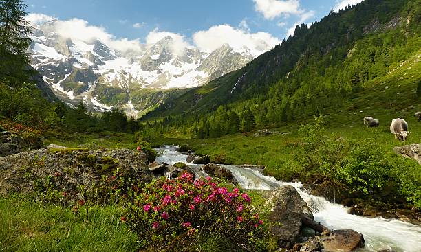 panorama de uma fantástica paisagem natural - european alps tirol rhododendron nature - fotografias e filmes do acervo