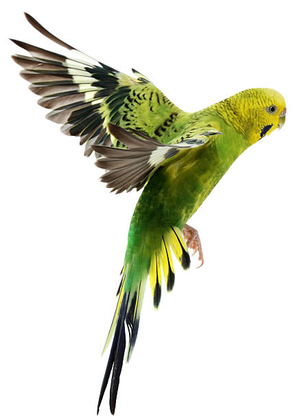 Budgerigar Budgerigar budgerigar photos stock pictures, royalty-free photos & images
