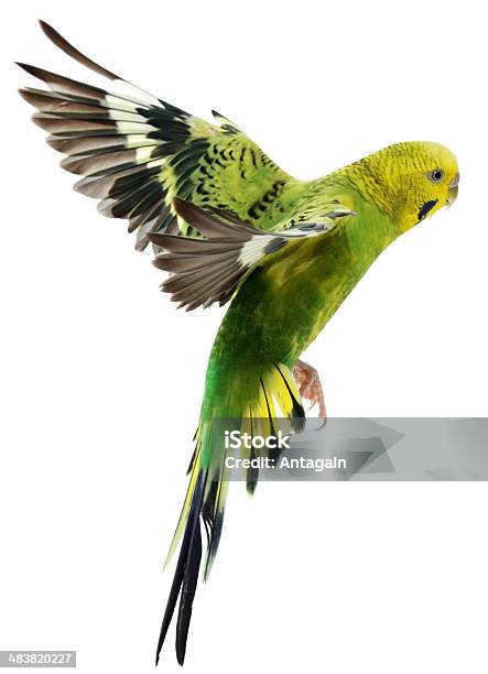 Budgerigar Stock Photo - Download Image Now - Budgerigar, Flying, Parrot