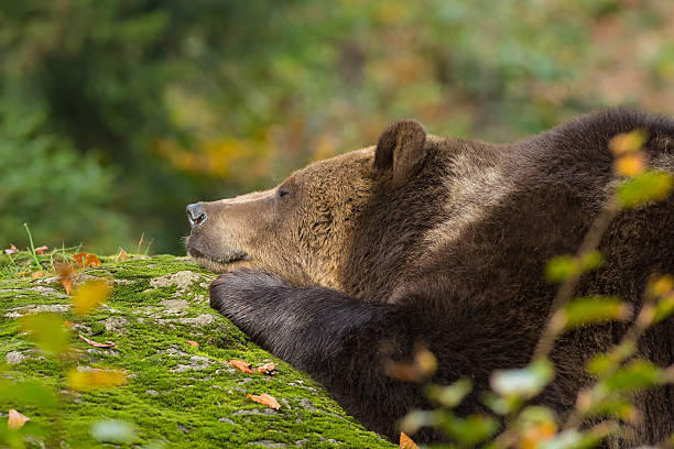 istock Brown Bear sleeping in the Bavarian forest on a rock. 483820396