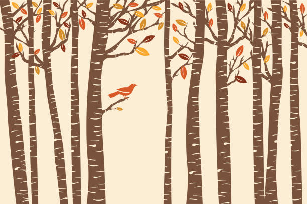 추절 야생조류 영국농어 - birch tree birch forest tree stock illustrations