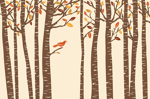 A bird perches among fall birch trees.