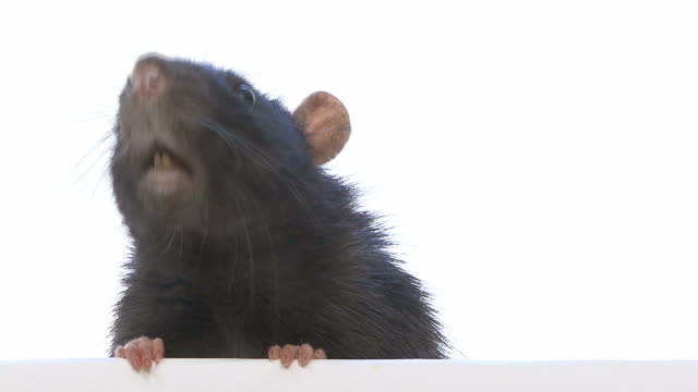 close up on rat getting out of a box