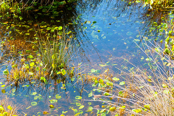 болото в солнечный свет, фон с местом для копии - riverbank marsh water pond стоковые фото и изображения