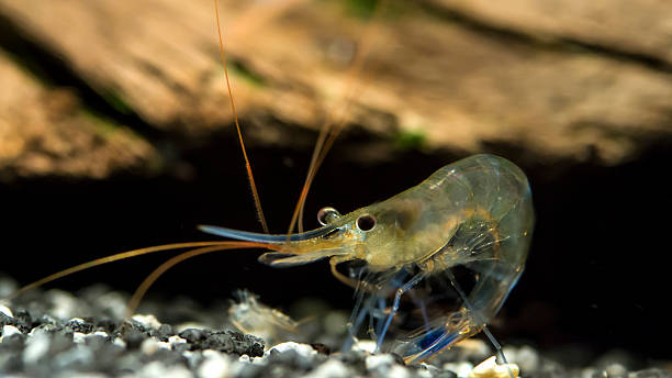 istock Blue legs poso shrimp in a funny position 483820889