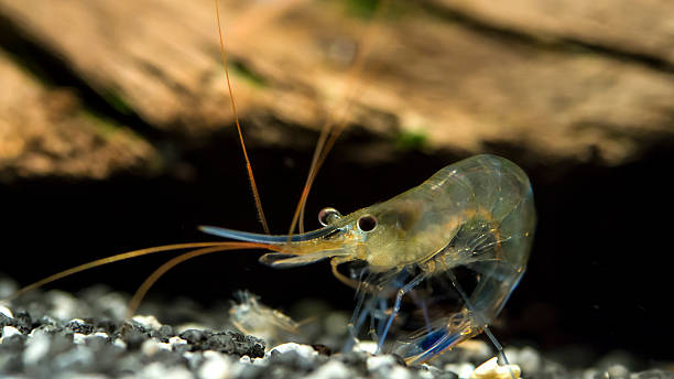 Blue legs poso shrimp in a funny position On this picture you see a Blue legs poso shrimp sitting in a position to clean himself. It looks funny. crevet stock pictures, royalty-free photos & images
