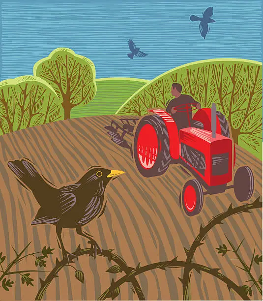Vector illustration of Tractor ploughing field with blackbirds