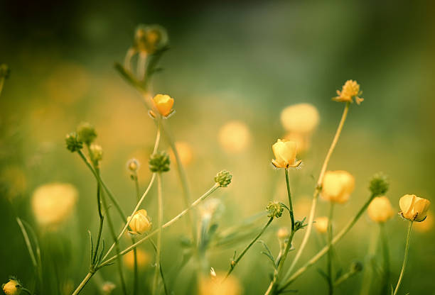 istock Spring flowering meadow flowers-yellow flowers 483821579