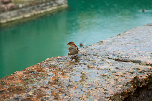 Lonely sparrow on a wet wall near a canal