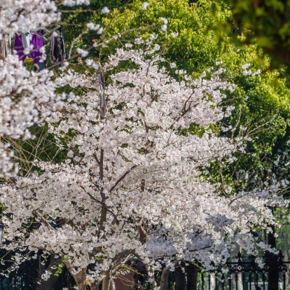 Spring flowers series, Beautiful Cherry blossom , white sakura flowers.