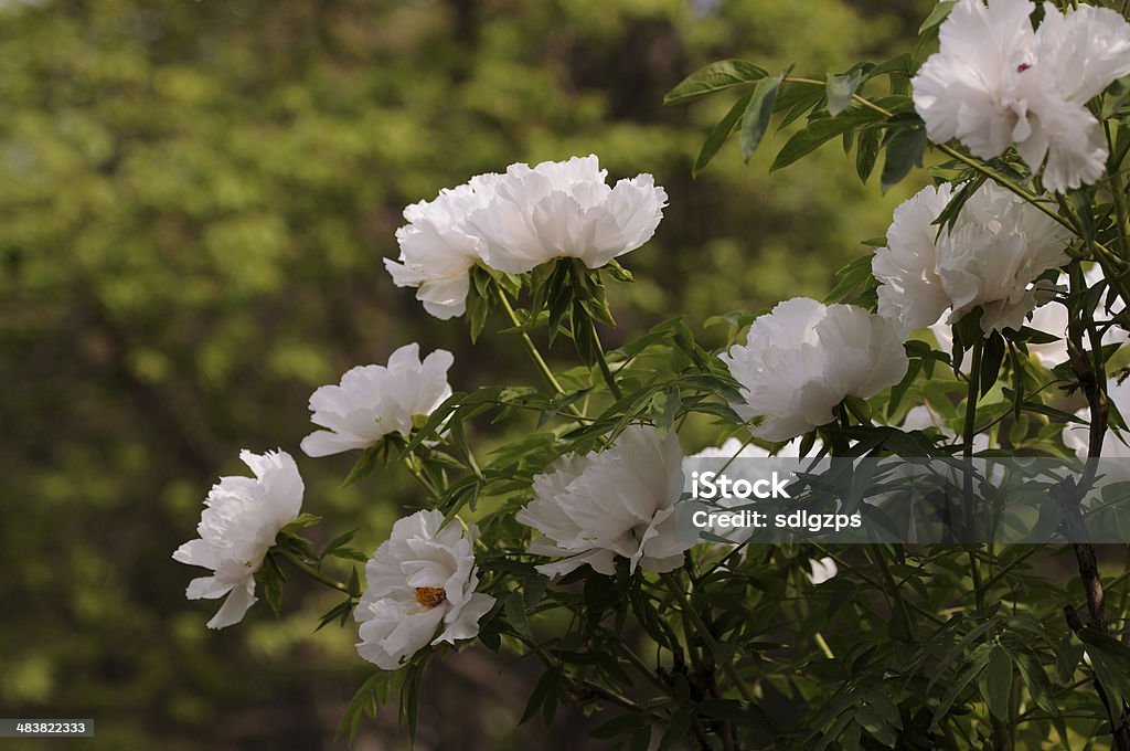 Paeonia suffruticosa - Foto de stock de Anual - Característica da planta royalty-free