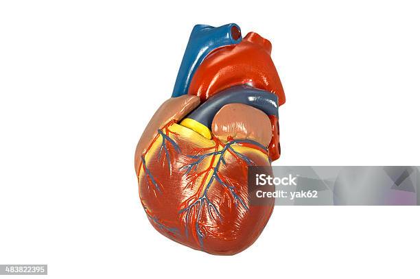 モデル人間の心臓 I 白で分離 - 1人のストックフォトや画像を多数ご用意 - 1人, ヒトの内臓, ヘルスケアと医療