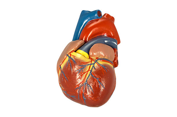 Model of the human heart I isolated on white stock photo