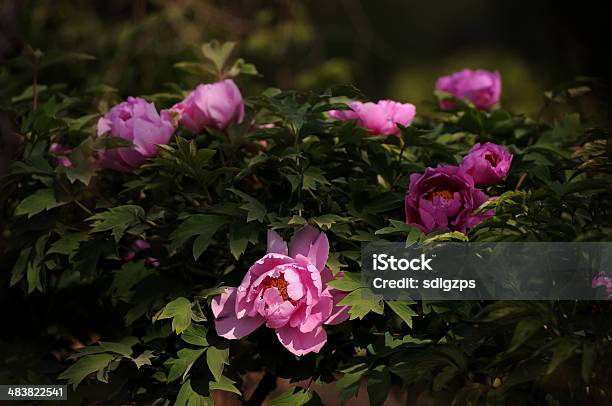 芍薬牡丹 - カラフルのストックフォトや画像を多数ご用意 - カラフル, ボタン科, 一年生植物