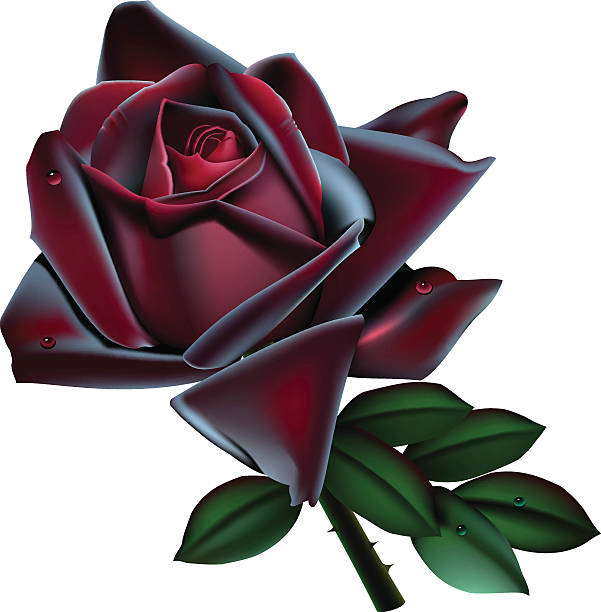 ilustrações, clipart, desenhos animados e ícones de preto rosa isolada - velvet rose flower thorn