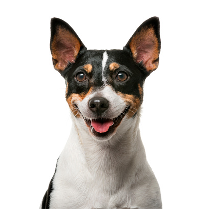 Jack Russell Terrier (7 years old) in front of a white background