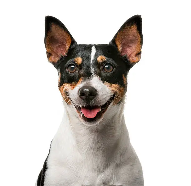 Photo of Jack Russell Terrier (7 years old)