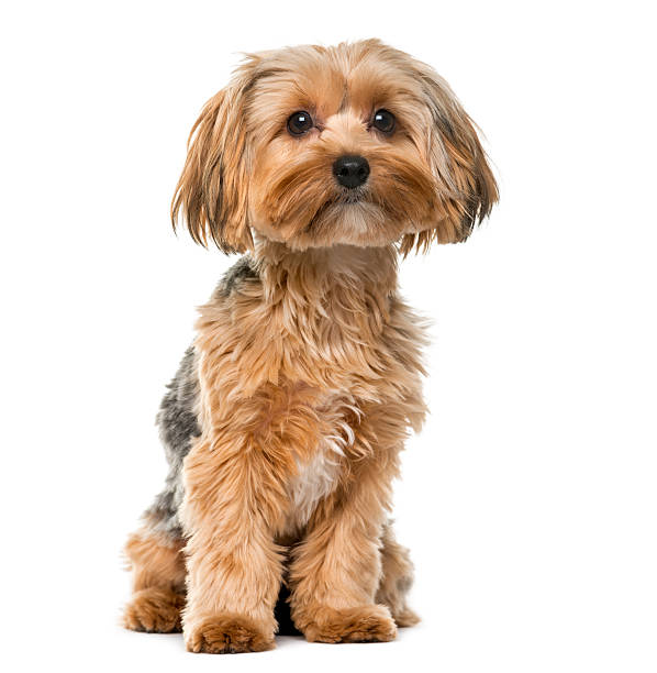 istock Yorkshire terrier in front of a white background 483826400