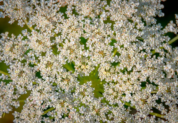 Beautifully photographed up close and cow parsnip