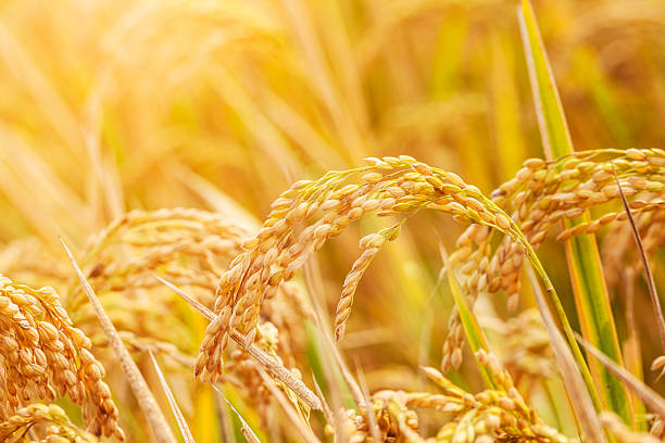 campo de arroz - rice rice paddy farm agriculture fotografías e imágenes de stock