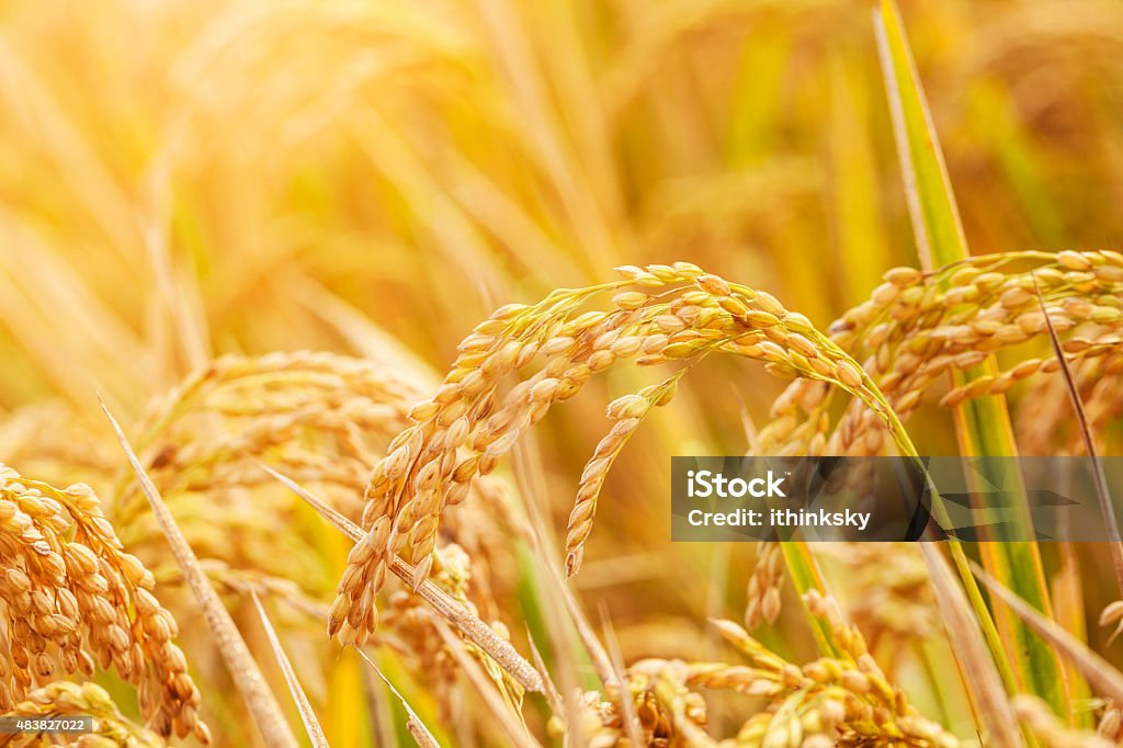 Rice field Rice plant in rice field Rice - Cereal Plant Stock Photo