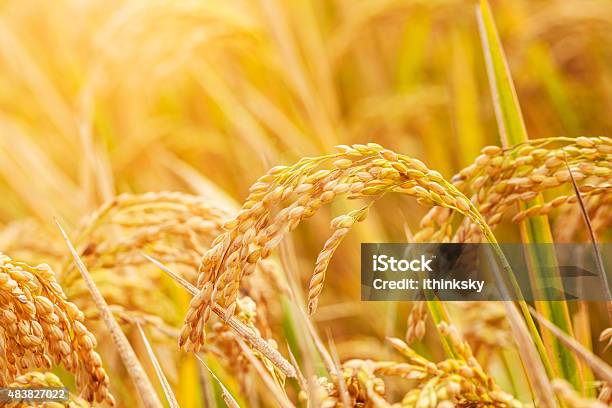 Rice Field Stock Photo - Download Image Now - Rice - Cereal Plant, Rice Paddy, Crop - Plant