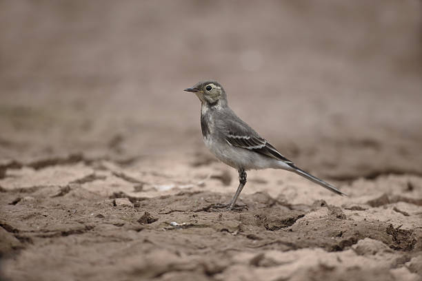 istock Pied wagtail, Motacilla alba 483827292