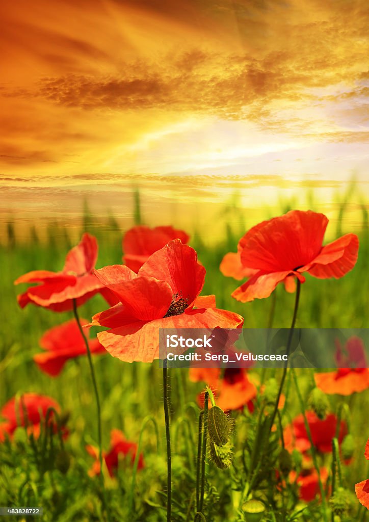 poppies field in rays sun 2015 Stock Photo