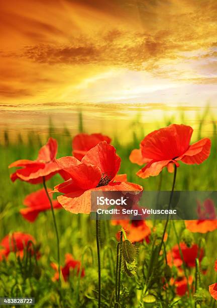 Poppies Field In Rays Sun Stock Photo - Download Image Now - 2015, Agricultural Field, Agriculture