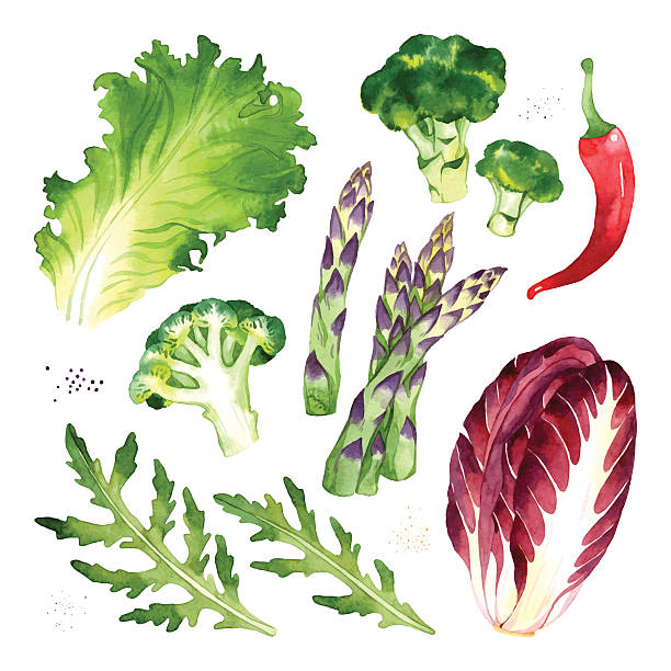 ilustraciones, imágenes clip art, dibujos animados e iconos de stock de conjunto de verduras - arugula salad plant leaf