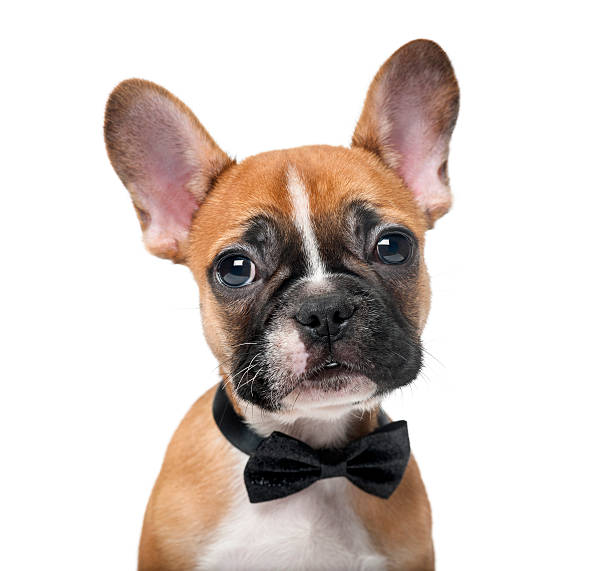 istock French bulldog puppy wearing a bow tie 483831690