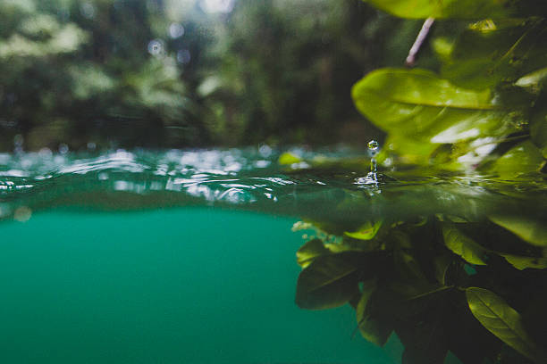istock Drop of water in rainforest 483832274