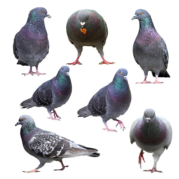 istock collection of isolated pigeons 483833000