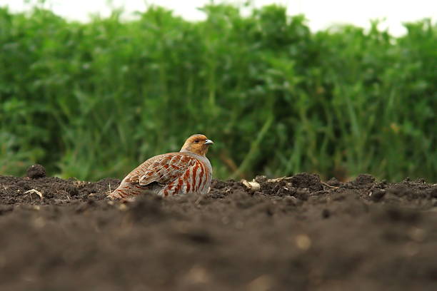 male grey partridge male grey partridge standing on plowed land ( Perdix ) perdix stock pictures, royalty-free photos & images