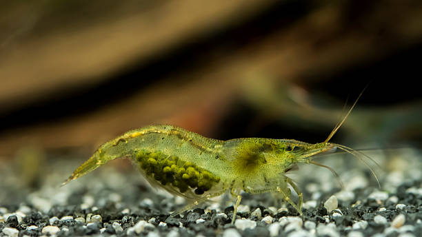 Rainbow shrimp with eggs On this picture you see a rainbow shrimp with eggs. Scientific name of this shrimp is Caridina Babaulti. The shrimp lives in nature at the south and east of Asia. It has the name rainbow because you find it in many different colors. The shrimp can carrie up to 60 eggs. crevet stock pictures, royalty-free photos & images