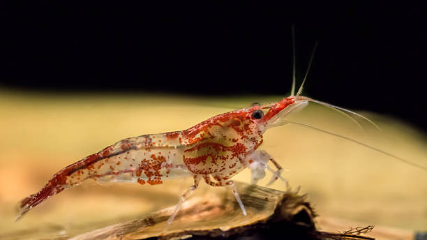 Red Rili on a leaf On this picture you see a Neocaridina davidi var. Red rili sitting on a leaf.  You can find them in rivers at Taiwan. crevet stock pictures, royalty-free photos & images