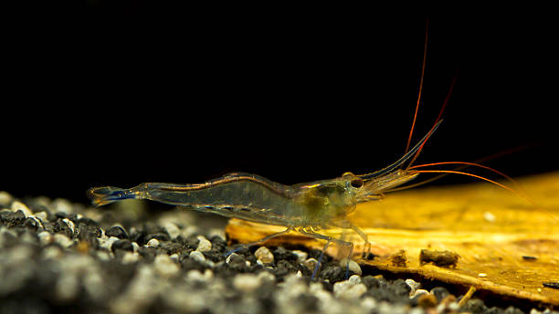 Blue legs poso On this picture you see a Blue legs poso shrimp from the Sulawesi area. It lives in sweet water. crevet stock pictures, royalty-free photos & images